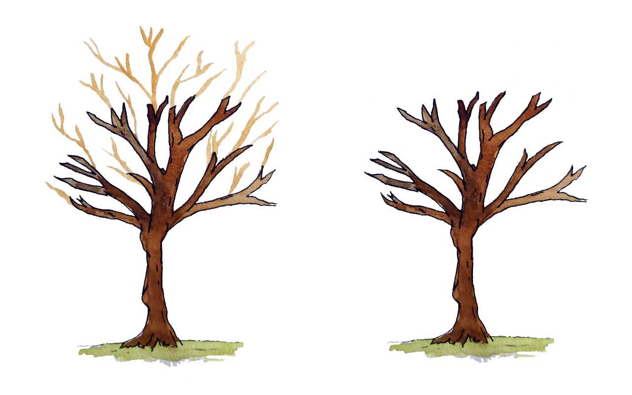 Poda de rebaixamento da copa